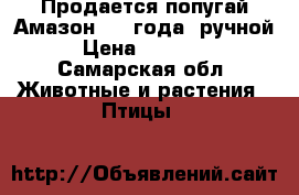 Продается попугай Амазон,1,5 года ,ручной › Цена ­ 15 000 - Самарская обл. Животные и растения » Птицы   